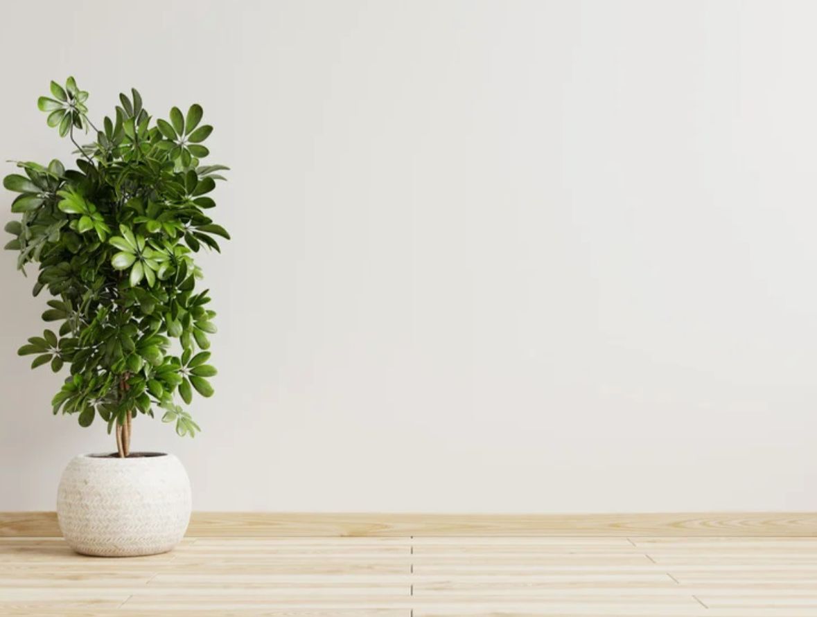 Voorzetwand met afwerking